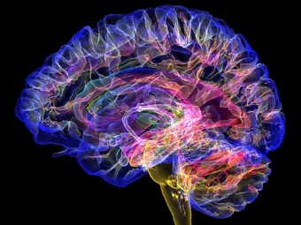 看一级大B片免费AAAA大脑植入物有助于严重头部损伤恢复